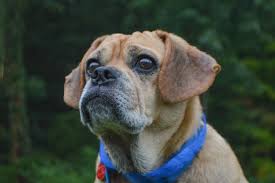 Comfort at home pet services llc, pittsburgh's first and only certified pet services company, offers professional, reliable, and affordable care for your pets. Lost And Found Pets Animal Friends Inc
