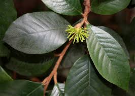 Image result for Trichocladus ellipticus