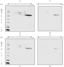 Find exactly what you're looking for! Catalysts Free Full Text Reducing Immunoreactivity Of Gliadins And Coeliac Toxic Peptides Using Peptidases From L Acidophilus 5e2 And A Niger Html