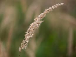 Image result for Agrostis epigejos