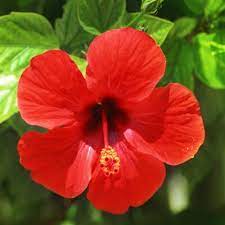 May 25, 2015 · gül reçeli tarifi nasıl yapılır? Japon Gulu Cin Gulu Hibiskus Ali Botanik