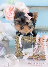 Gorgeous Teacup Yorkie Puppy Www Teacupspuppies Com Teacup Puppies Teacup Yorkie Puppy Yorkie Puppy For Sale