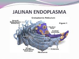 Maybe you would like to learn more about one of these? Sel Haiwan Dan Tumbuhan V Perbezaan Sel Haiwan