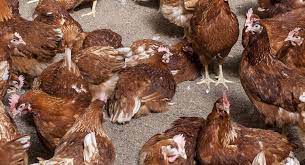 Alimentacion De La Gallina Ponedora Actualidad Avipecuaria