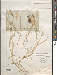 Image result for Chloris pilosa