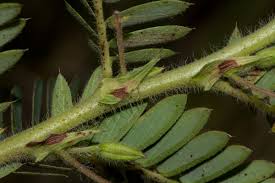 Image result for Chamaecrista falcinella