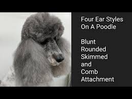 Four Ear Styles On A Poodle