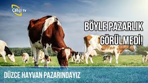 Duzce Hayvan Pazarindayiz Sultan Pazari Youtube