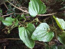 Image result for Smilacaceae