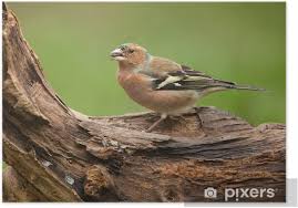Weitere produkte finden sie in. Poster Finch Vogel Garten Pinsonne Pixers Wir Leben Um Zu Verandern