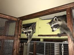 Pet Raccoon Bed This Trap Door Serves As An Inspection Window To Allow Easy Access To Remove Raccoons Bedding And Any Toys They Have Pet Raccoon Raccoon Pets