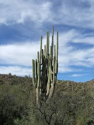 The sonoran variety of cardón seems to. The Pretty Old Saguaro Cactus Samples And Galleries Forum Digital Photography Review