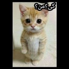 فالو کنید برای استیکر بیشتر استیکر گربه خنده دار in 2021 baby cats kitten mom cute cats