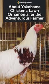 We did not find results for: About Yokohama Chickens Lawn Ornaments For The Adventurous Farmer