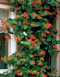 Sempervirens) has oval, sometimes joined leaves and climbs high in forest trees. Honeysuckle Lonicera X Brownii Plants Flowers 99roots Com