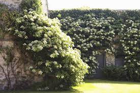 Fast shipping all over the vines for zone 9 are easy to grow, especially in the shade. 10 Perennial Vines For Shady Areas