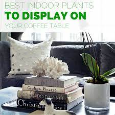 Includes what items work best and how to place them. Best Indoor Plants To Display On Your Coffee Table Zespoke