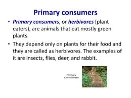 What Are The Primary Consumers In A Food Web? - Quora