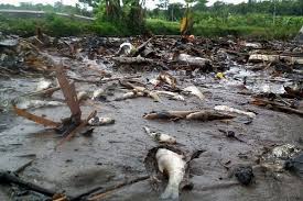 O jika banyak & musim hujan perlu disalirkan ke 'oxidation pond'untuk diproses merawat air. Jangan Tutup Mata Ini Dampak Pembuangan Tailing Di Sungai Dan Laut Bagi Lingkungan Media Tata Ruang