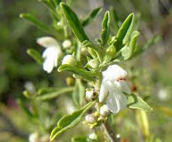 Image result for Leucas capensis