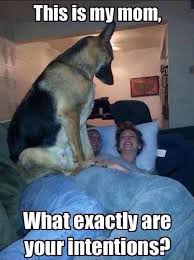 That Is A Very Big Dog Funny Dogs Funny Animals Funny Pictures