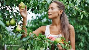 Check spelling or type a new query. Artist Creates Amazing Multicolored Tree That Produces 40 Types Of Fruit Naturalnews Com