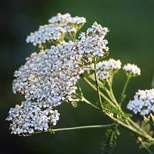 How To Grow Forage And Use Yarrow Plant Profiles Heirloom Gardener Yarrow Plant Plants That Repel Ants Medicinal Herbs