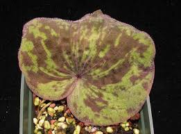 Image result for Nervilia