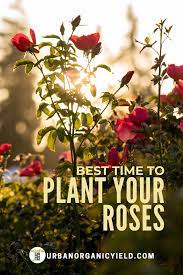 When Is The Best Time To Plant Roses Planting Rose Bushes Perennial Bushes When To Plant Roses