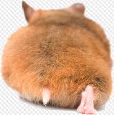 Shrug emoji thinking emoji laughing emoji b emoji eyes emoji crying emoji emoji meanings 100 emoji sad emoji eye emoji. Psd 5 Png Hamsters On Transparent Background