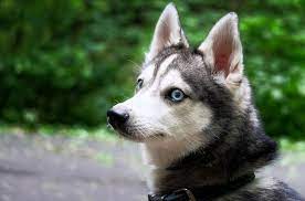 Alaskan Klee Kai Puppies Price Breeders Size Appearance All Things Dogs Alaskan Klee Kai Alaskan Klee Kai Puppy Alaskan Dog Breeds