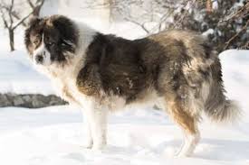 Selected for their abilities to destroy predators, and praised for their power and stamina, central asians used these dogs as livestock guardians and later have transformed them into the working dogs for personal protection use or a guardian dog. Central Asian Shepherd Dog Dog Breed Information American Kennel Club