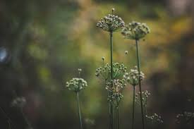 We did not find results for: Plantes Anti Insectes Tout Savoir