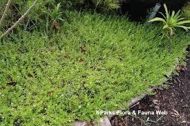 Image result for Bacopa monnieri