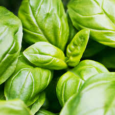 Image result for Sphaeropsis tumefaciens oleander symptoms