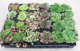 Image result for Mehikasvi