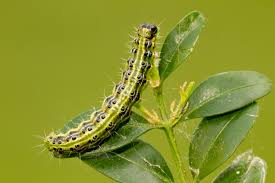 Image result for caterpillar box tree moth inside buxus plant