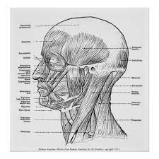 Vintage Human Anatomy Muscles Face Head Neck Poster Zazzle Com Muscles Of The Face Drawings Human Figure Drawing