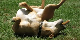 Check spelling or type a new query. Epilepsy In Dogs Symptoms And Treatment