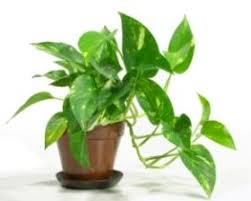 Golden Pothos Epipremnum Aureum Low Light To Bright Light Allow Soil To Dry Between Waterings Common House Plants Kitchen Plants Large Indoor Plants