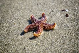 100 Interesting Starfish Photos Pexels Free Stock Photos Hd wallpapers and background images. pexels free stock photos