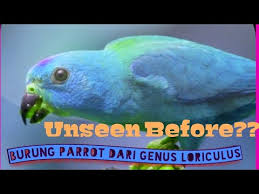 Maybe you would like to learn more about one of these? Burung Serindit Turipos Burung Parrot Dari Genus Loriculus Youtube