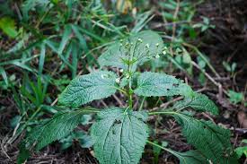 Image result for Adenostemma