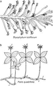 Image result for Bryophyllum tubiflorum