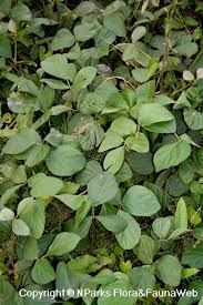 Image result for Centrosema