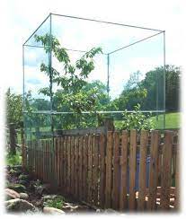 Store bought tree cages can be astronomically expensive and most of the really nice ones are in the uk. Cherry Tree Cage Protect Your Ripe Cherries