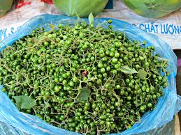 Image result for Solanum torvum