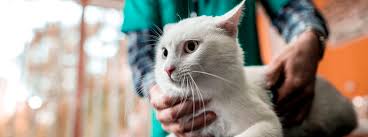 El virus de la leucemia felina fuera del organismo del gato,es muy débil y el virus de la leucemia felina no puede contagiarse al hombre ni al perro. Ayudan A Los Veterinarios En El Diagnostico De La Leucemia Felina