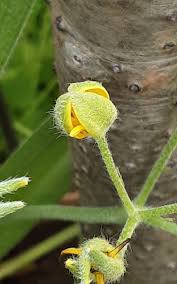 Image result for Hypoxis urceolata
