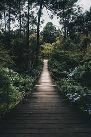 Dans Les Bois Aurelia Guitard